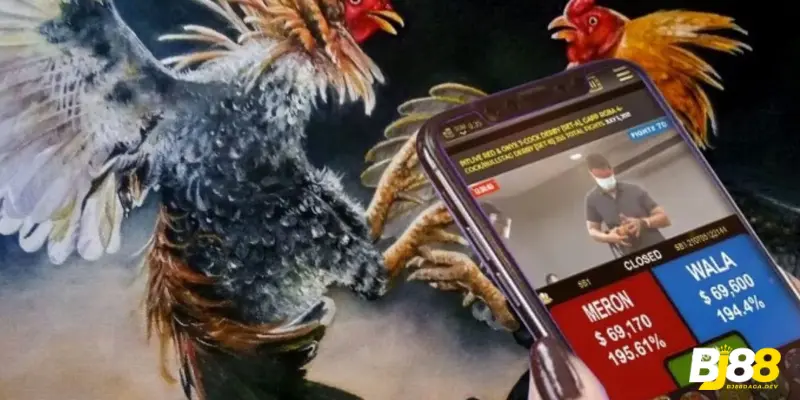 Đá gà BJ88 phát sóng nhiều giải đấu hấp dẫn mỗi ngày