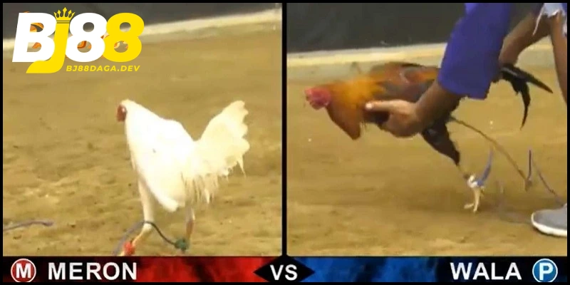 Đá gà Thomo 369 live trực tiếp trận đấu gay cấn